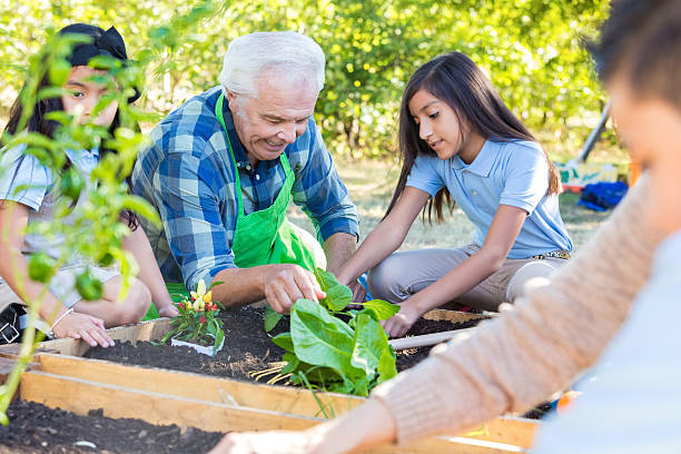 istock Senior farmer teaching private school students about gardening 494251078