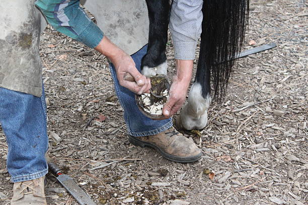 istock Farrier cleaning the hoof 494251196