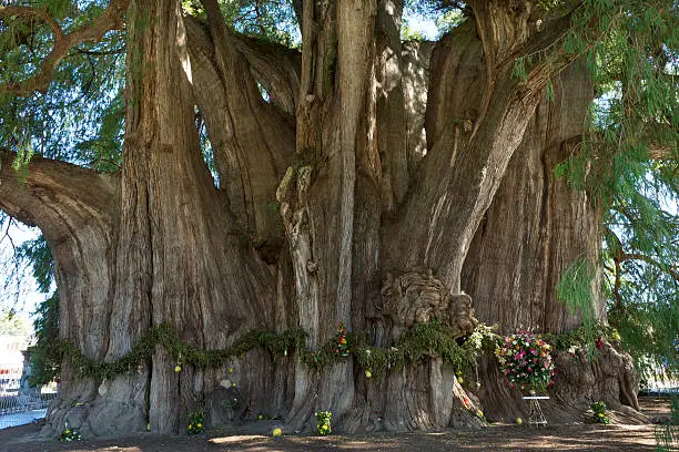 The Tule tree from Santa Maria del Tule, Mexico is one of the oldest and largest in the world. Its age is estimated at over 2000 years. It has a height of forty meters and a diameter of about forty meters. It takes thirty people with arms extended to circle it.