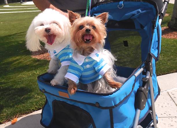 istock Yorkie and maltese dogs in stroller.. 494254604