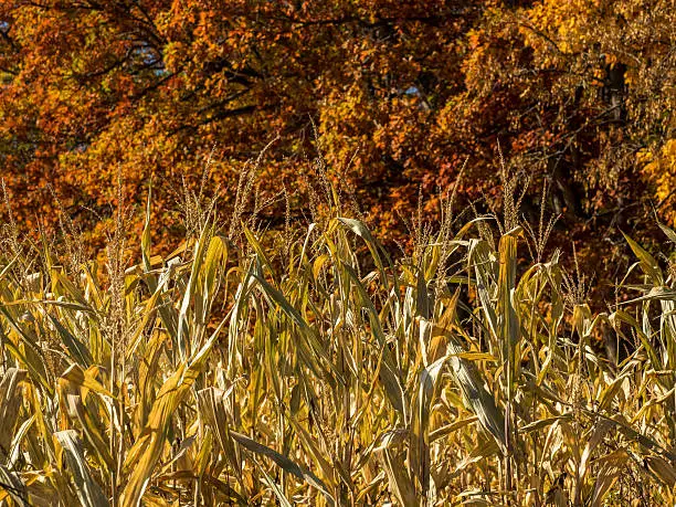 closeup of cornstalks drying in the fields