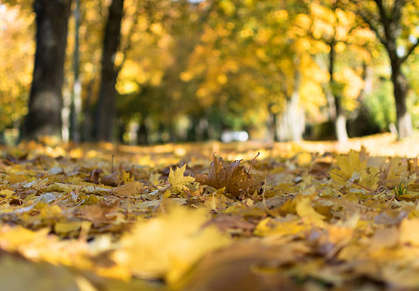 istock Yellow and red leaves on the ground 494254872
