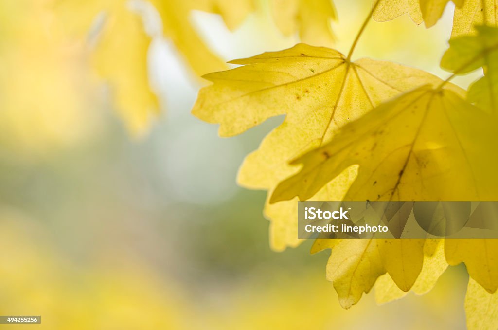 Nordic Autumn leaves 2015 Stock Photo