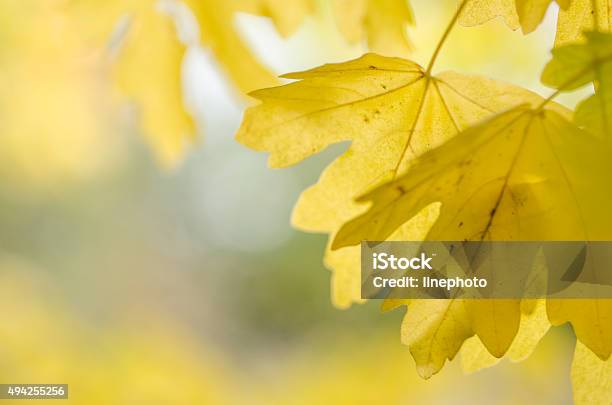 Nordic Autumn Leaves Stock Photo - Download Image Now - 2015, Abstract, Autumn