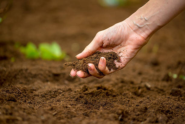 Woman holding a handful of rich fertile soil stock photo