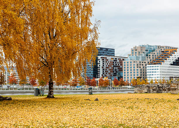 Yellow birch tree sand Oslo's Barcode buildings in fall. Yellow maple tree and Oslo's Barcode buildings in fall. View from the East.  Oslo, Norway. norway autumn oslo tree stock pictures, royalty-free photos & images