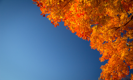 Branch of a Maple tree at peak fall color with a blue sky background. Shot in horizontal orientation with vibrant color and copy space.