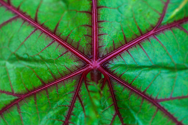 hoja de una planta quingombó - complimentary colors fotografías e imágenes de stock