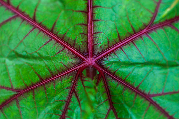 Leaf of an okra plant