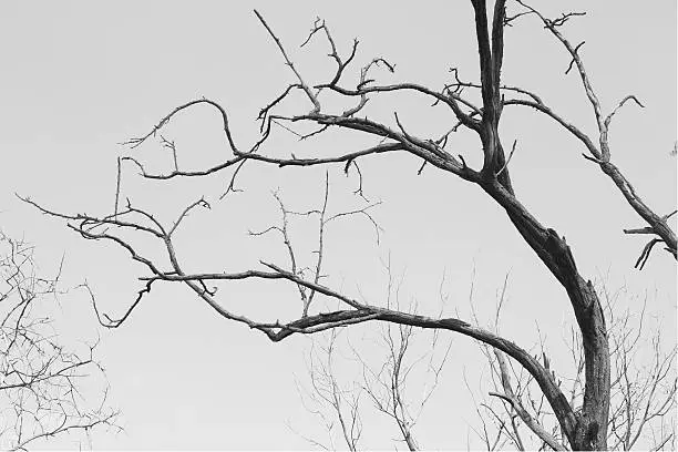 Dry tree branches against the sky.