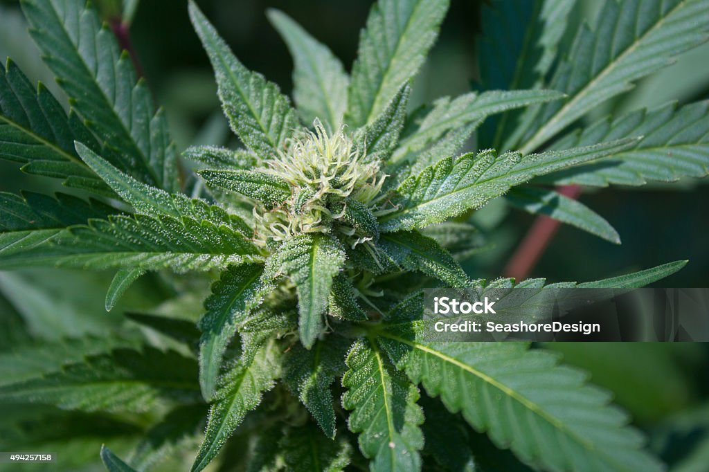 Marijuana Plant Marijuana plant outside, up close. 2015 Stock Photo