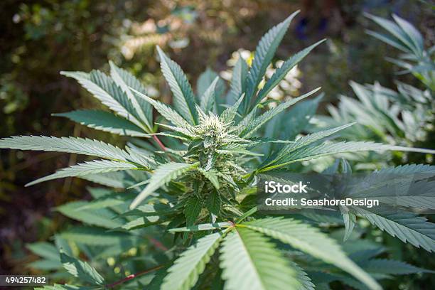 Marijuana Plant Stock Photo - Download Image Now - 2015, Cannabis - Narcotic, Cannabis Plant