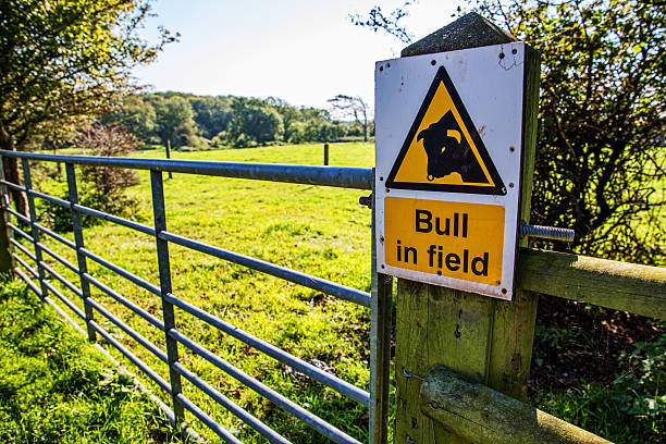 Bull in field Sign on farm gate stock photo
