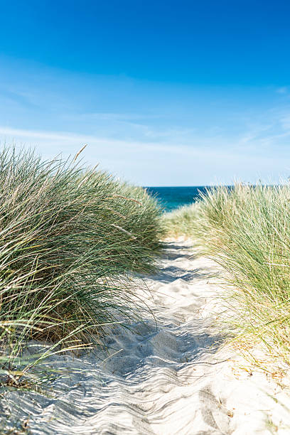 Dune with beach grass close-up vertical. stock photo