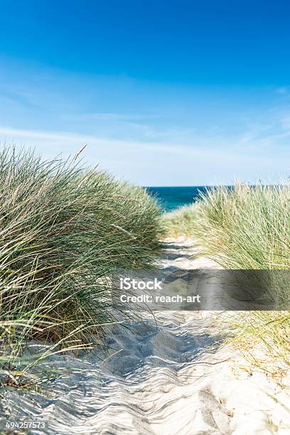 Dune With Beach Grass Closeup Vertical Stock Photo - Download Image Now - Beach, Sand Dune, German North Sea Region