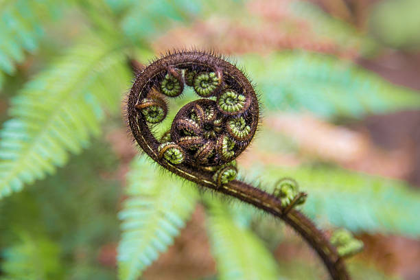 istock Young unfurling fern frond 494257659
