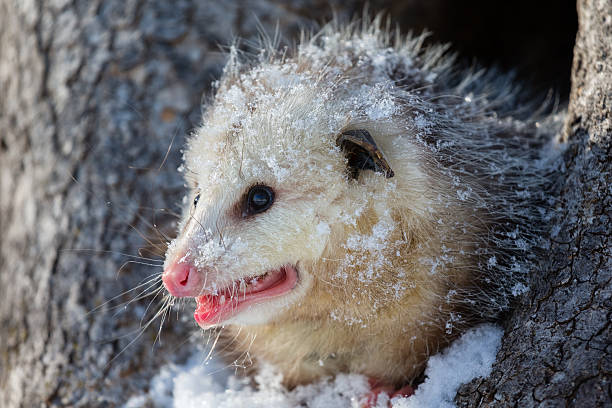 オポッサム - common opossum ストックフォトと画像