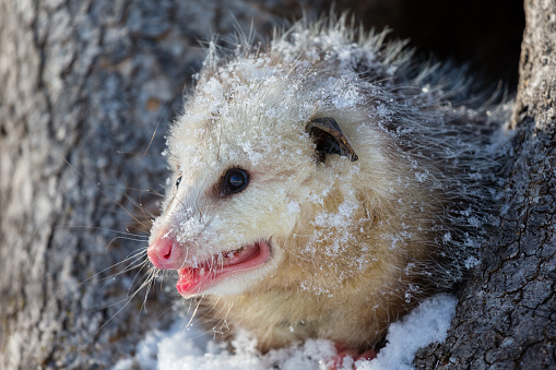 Virginia Opossum in Winter  