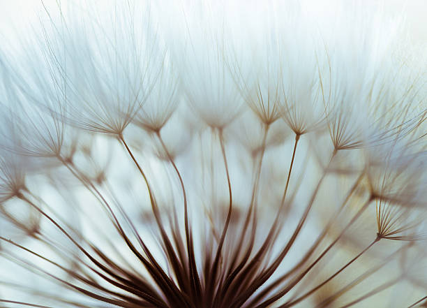 Macro dandelion seed Macro dandelion seed pappus stock pictures, royalty-free photos & images