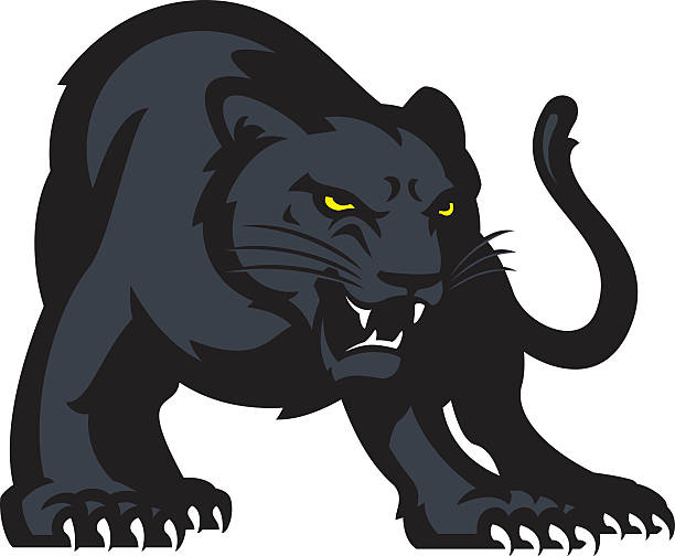 Panther Stylized powerful panther illustration. All colors are separated in layers. Easy to edit. Black and white version (EPS10,JPEG) included.  panthers stock illustrations