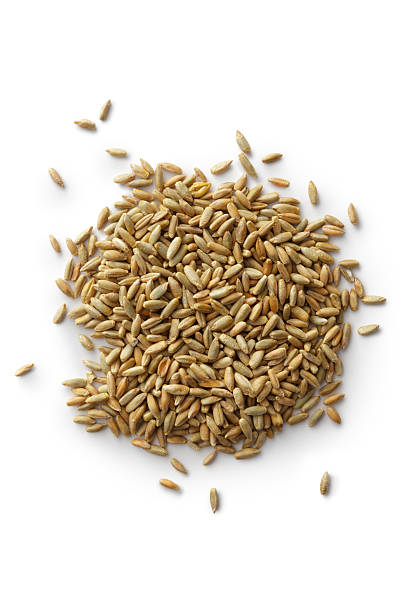 Grains: Rye stock photo