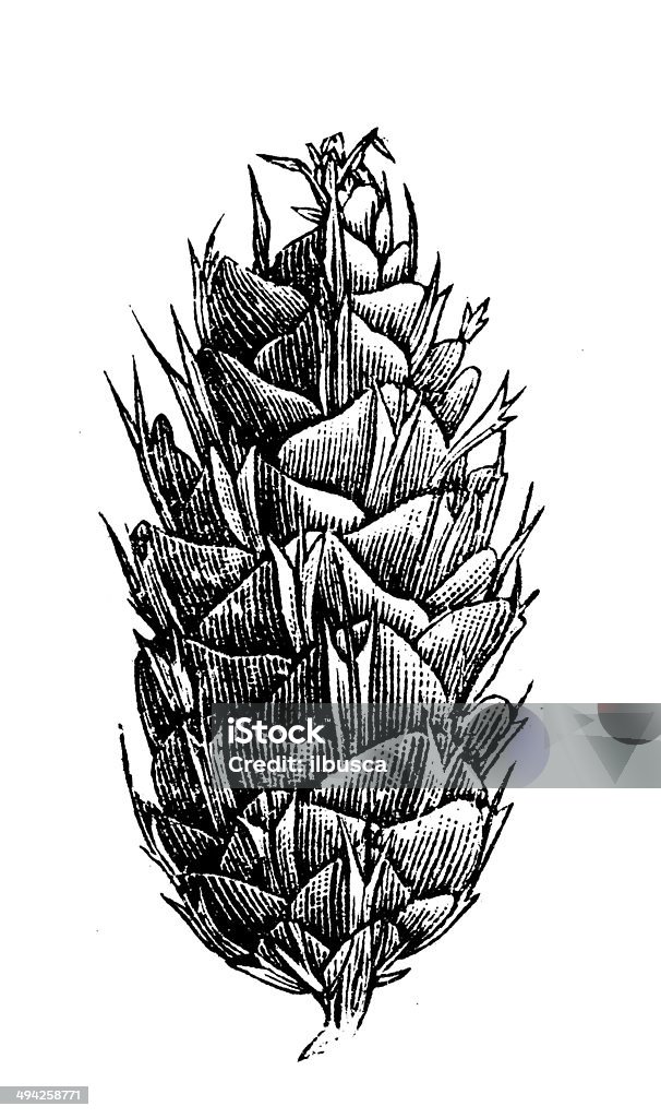Antique illustration of Douglas fir (Pseudotsuga menziesii) cone Sketch stock illustration