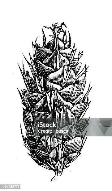 Antique Illustration Of Douglas Fir Cone Stock Illustration - Download Image Now