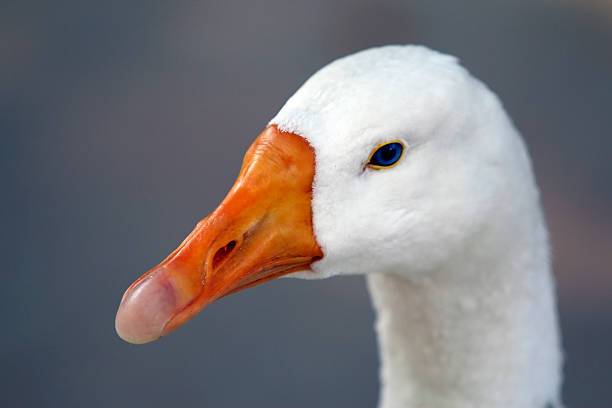 istock Face Close-up of Asian Duck 494259167