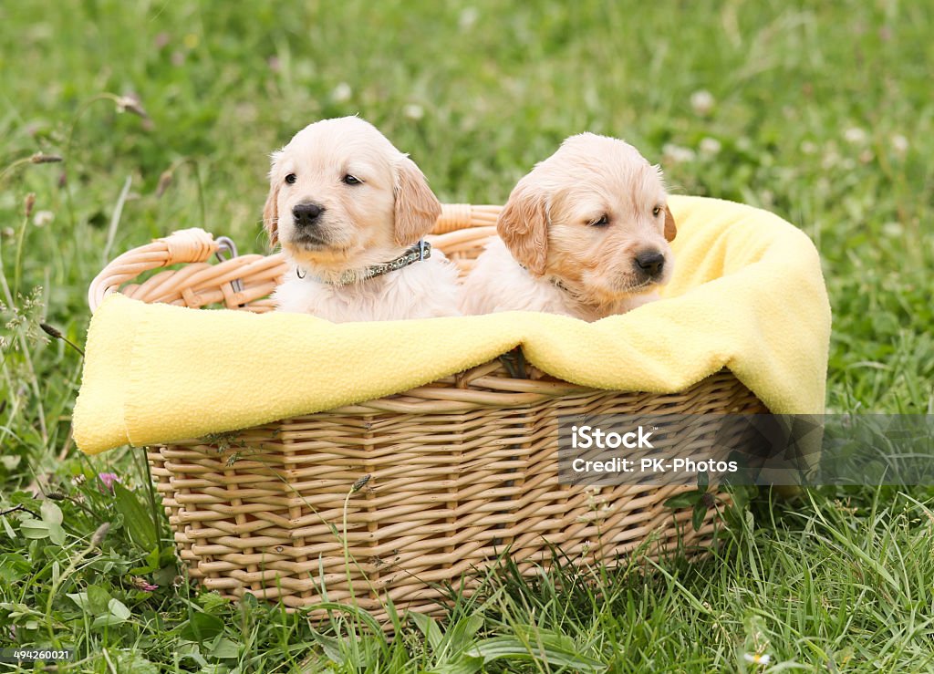 Due Cuccioli - Foto stock royalty-free di Cestino