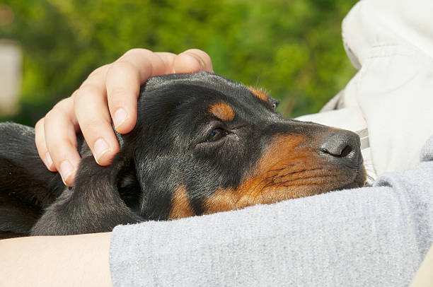 istock Dachshund puppy with kid 494260187