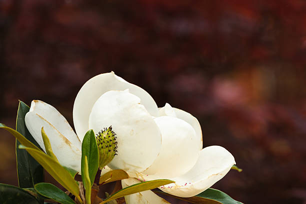 magnolia perfil con rojo - magnolia southern usa white flower fotografías e imágenes de stock