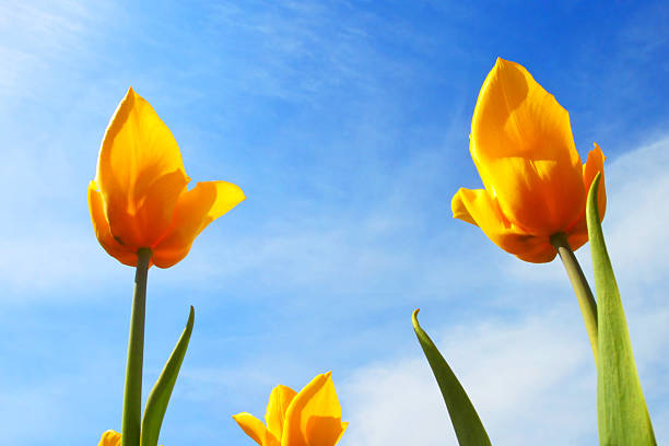 istock Yellow tulips close up 494260685