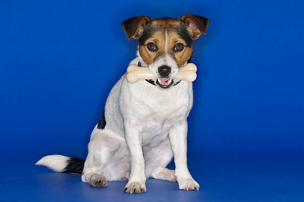 Portrait of Jack Russell terrier holding rubber bone in mouth against blue background