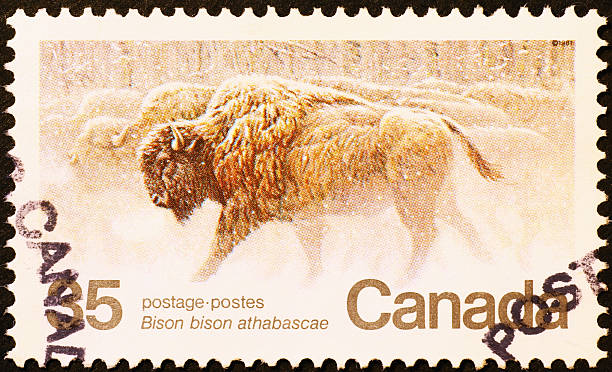 istock American bison in winter on canadian stamp 494264233