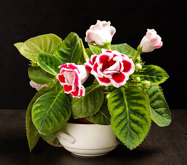 Red gloxinia flower on the black background
