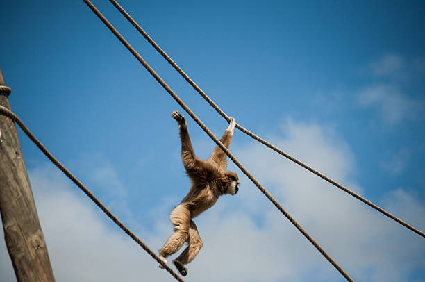 istock gibbon in Lisbon zoo 494264479