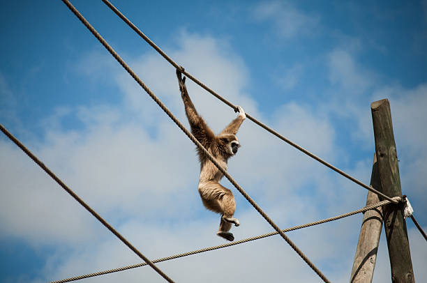 istock gibbon in Lisbon zoo 494264481