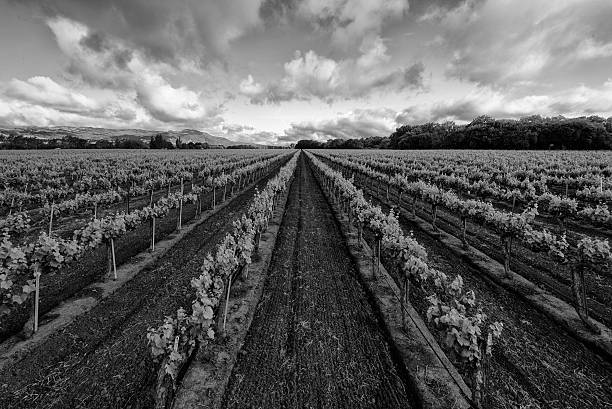 sonoma vineyard - napa valley vineyard carneros valley northern california zdjęcia i obrazy z banku zdjęć