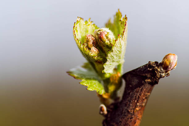 bud-pausa - carneros valley napa valley vineyard california foto e immagini stock