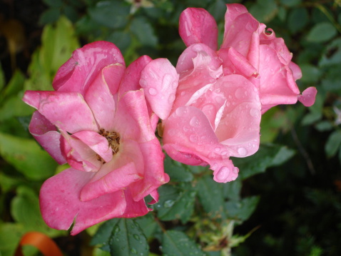 I walked around after the rain and found these beautiful pink roses with raindrops still sitting on their petals.