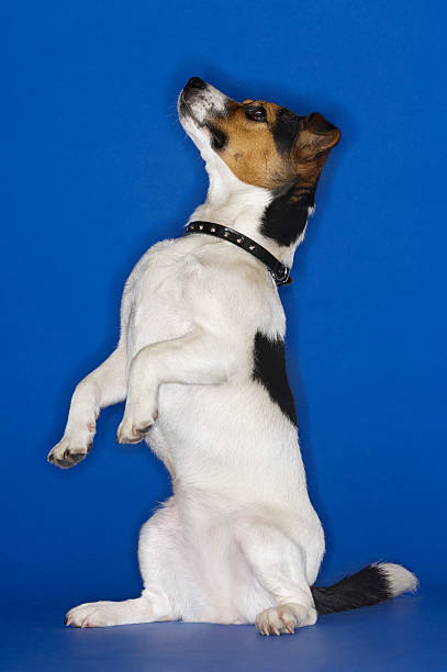 istock Side View Of Jack Russell Terrier Sitting Up 494276749