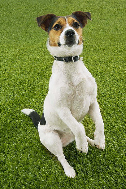 istock Jack Russell Terrier Sitting On Hind Legs 494276755