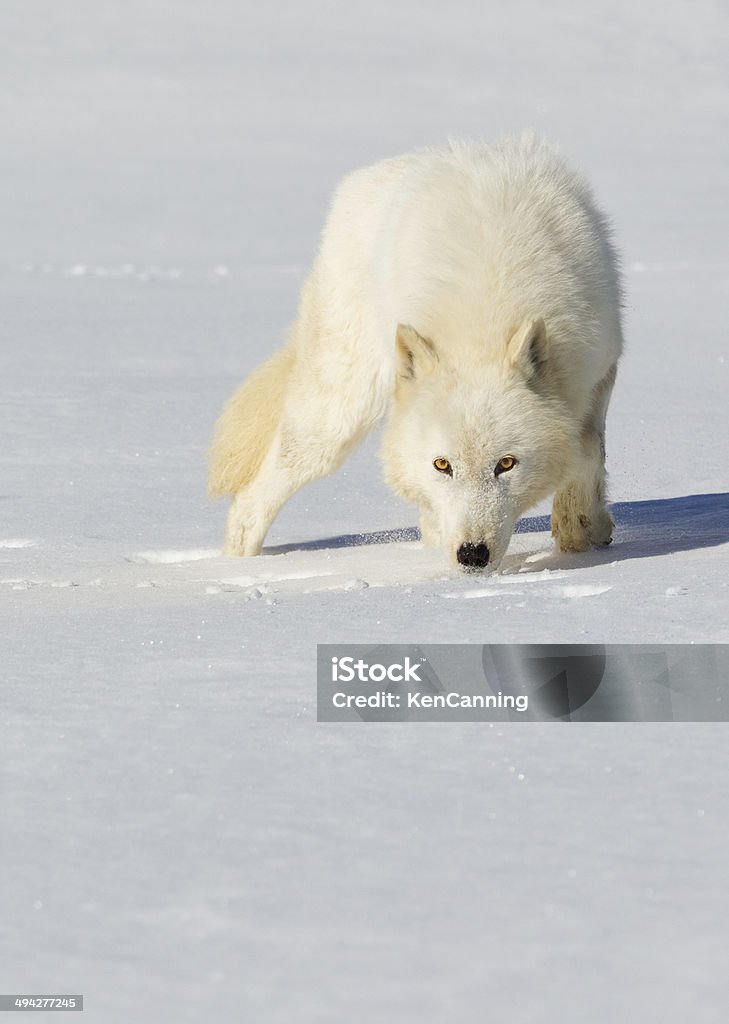 Loup arctique - Photo de Accroupi libre de droits