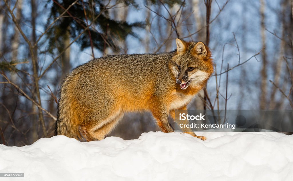 Gray fox - Zbiór zdjęć royalty-free (Śnieg)