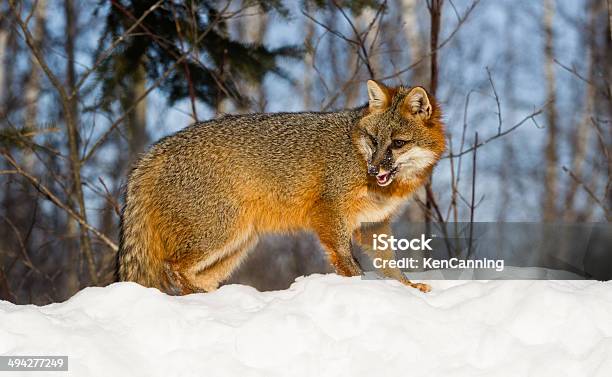 Raposacinzenta - Fotografias de stock e mais imagens de Neve - Neve, Raposa-cinzenta, Andar