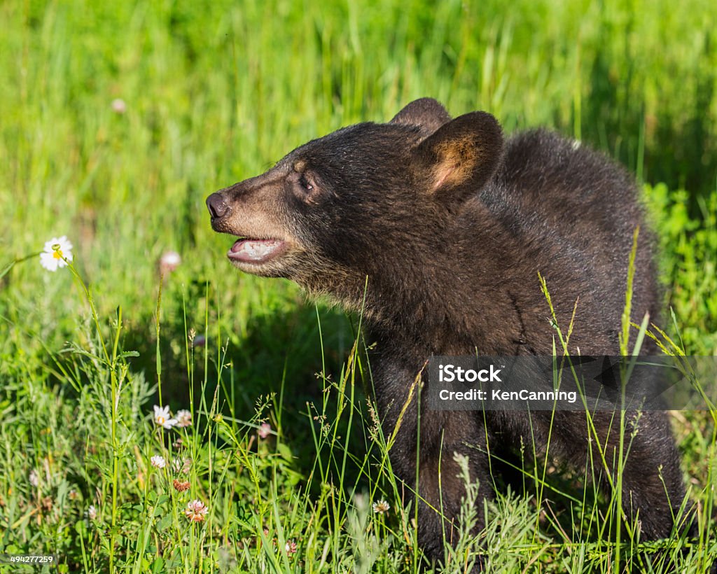 Preto Cria de urso na Árvore - Royalty-free América do Norte Foto de stock