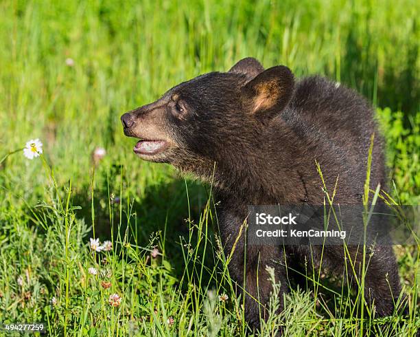 Preto Cria De Urso Na Árvore - Fotografias de stock e mais imagens de América do Norte - América do Norte, Andar, Animais caçando