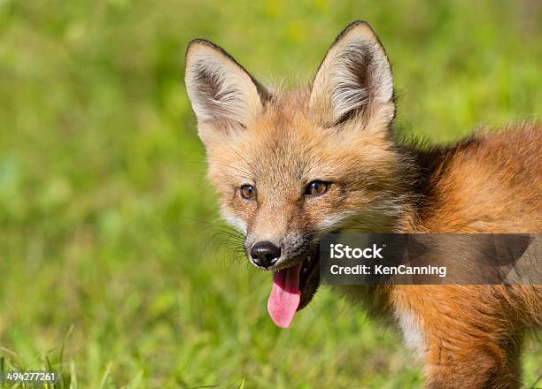 Raposa Vermelha Retrato - Fotografias de stock e mais imagens de América do Norte - América do Norte, Animais caçando, Animal