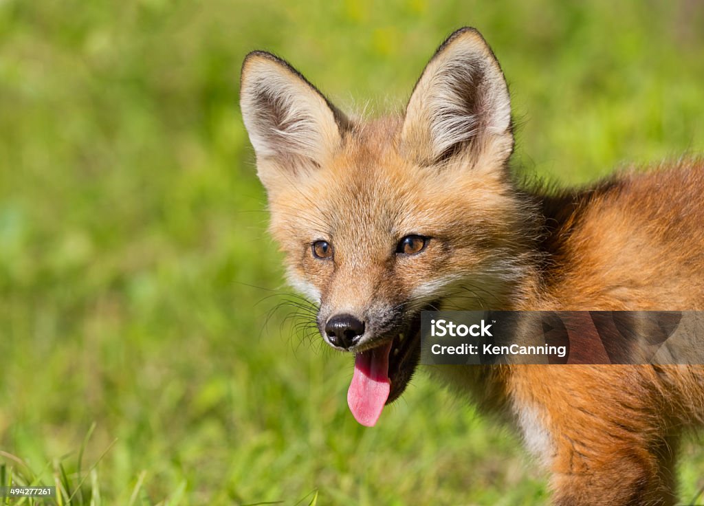 Рыжая лисица Портрет - Стоковые фото Весна роялти-фри