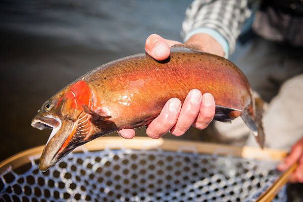 istock Beautiful Cutthroat Trout 494277423
